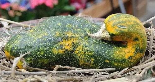 吃瓜新鲜搞笑奇葩视频大全,笑料百出！吃瓜群众必看搞笑奇葩视频大盘点