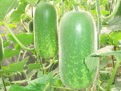 欢乐吃瓜的歌曲大全视频