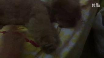 最诡异的吃瓜视频,揭秘最诡异的吃瓜视频之谜