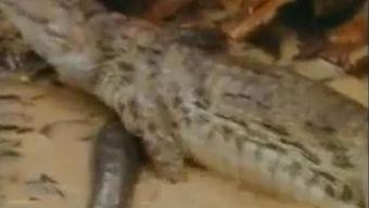 鳄鱼吃瓜搞笑视频大全,搞笑视频大盘点