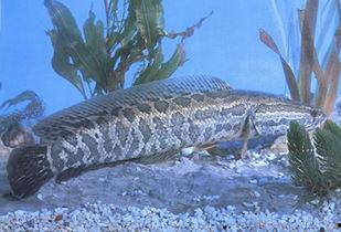 黑鱼视频吃瓜热门网站下载,热门事件背后的真相与热议