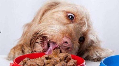 狗子吃羊角瓜好吗视频,美味还是禁忌？