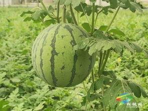 乐都吃瓜事件最新进展视频,真相揭晓，疑云散去