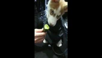 狗打架吃瓜视频大全集