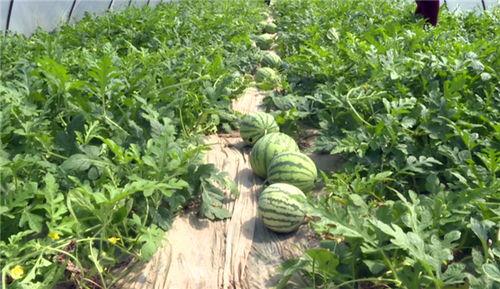 泉州最新吃瓜新闻视频下载,视频揭秘事件真相，网友热议不断