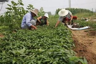 汉中勉县吃瓜事件视频曝光,视频曝光引发社会关注