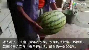 最新吃瓜视频在哪里看,最新吃瓜视频，一网打尽热门资讯！