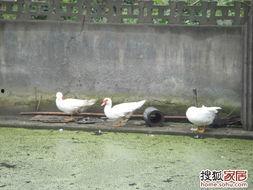 鸭鹅吃不吃毛瓜呢视频大全,视频大全展示美味瞬间