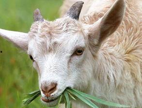 羊吃瓜视频完整版,揭秘动物界的趣味食趣