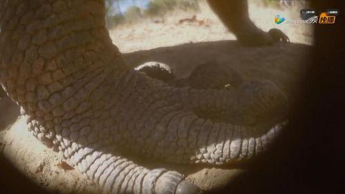 偷拍神兽吃瓜视频大全在线观看